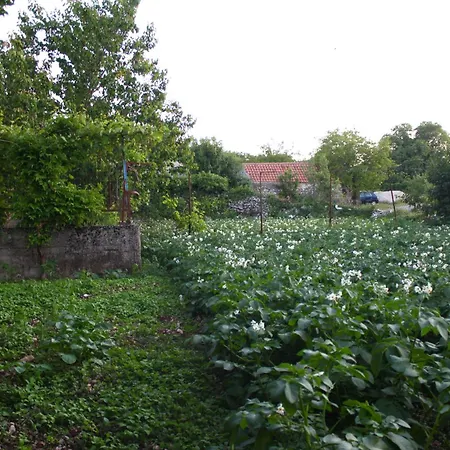 Mima Ravno